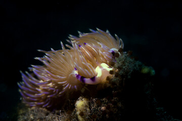 nudibranch in lembeh ocean micro diving