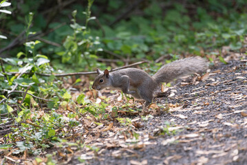 Obraz premium Cute squirrel jumping off of trail