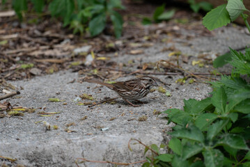 Sparrow sitting on a rock