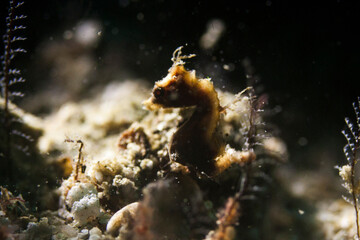 sea horse in lembeh ocean micro diving