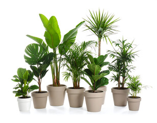 Fototapeta premium Indoor Plants: A Collection of Houseplants in Pots for Home Decor