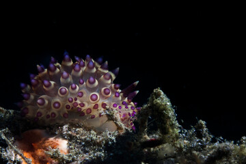 nudibranch in lembah ocean micro diving