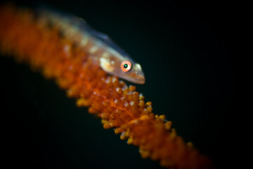 coral fish in lembeh ocean micro diving