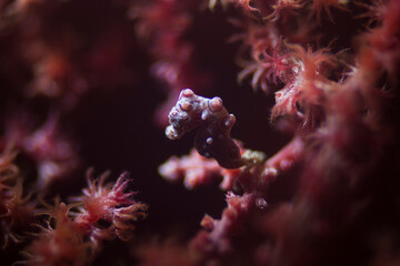 Pygmy seahorse in lembeh ocean micro diving
macro diving