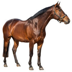 Obraz premium Majestic Horse Grazing in Sunlit Meadow