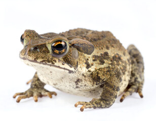 Fototapeta premium Common Toad: Detailed Photograph of an Amphibian