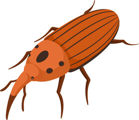 illustration weevil