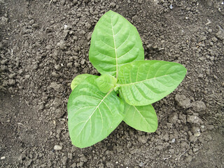 Tobacco plants in the field, growing tobacco in natural conditions, Leaves of plants for making...