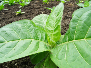 Tobacco plants in the field, growing tobacco in natural conditions, Leaves of plants for making cigarettes