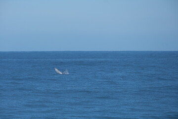Obraz premium Majestic Humpback Whale in Tsitsikamma National Park Waters