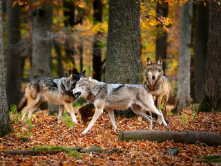 Obraz premium Wild wolves in seasonal forest with fallen leaves and vibrant tree canopy 