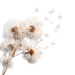 Obraz premium Dried dandelion seed heads, light beige, white, blowing