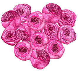 Pink peonies hearts flowers watercolor illustration painting botanical art transparent greeting card stationary wedding bridal home decor.