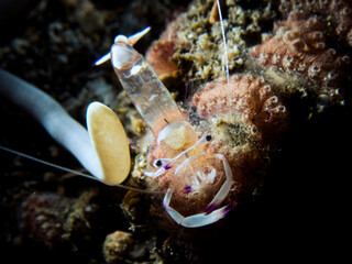 Coral shrimp in lembeh ocean micro diving