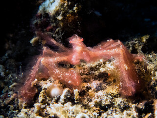 Orangutan crab in lembeh ocean micro diving

