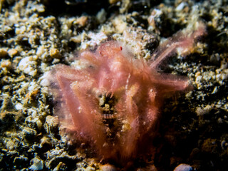 Orangutan crab in lembeh ocean micro diving

