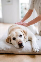Senior Labrador Retriever enjoying relaxation and gentle care on a plush bed in a cozy interior