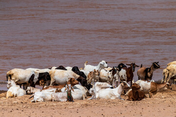 Goat cattle drinking along the ewaso ngiro river near the Samburu national reserve in Northern Kenya.
