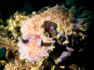 nudibranch in lembah ocean micro diving