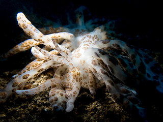 nudibranch in lembah ocean micro diving