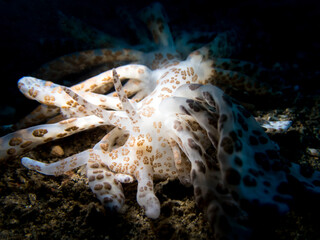nudibranch in lembah ocean micro diving