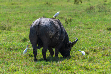 Telephoto of Cape Buffalo -Syncerus caffer- grazing in Lake Nakamuro national park, Kenya, while...