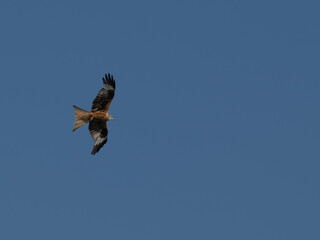 Seeadler