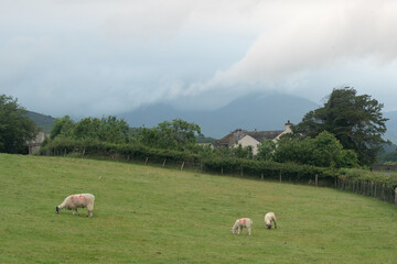 Obraz premium sheep grazing in the mountains with mist covered mountain in the background
