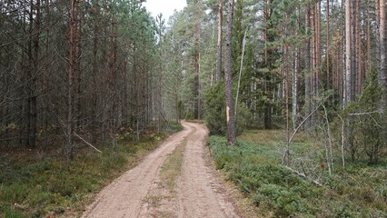The dirt road passes under the vaults of a dense mixed forest. There are plantings of young pine trees. Grass, berry bushes and junipers grow on the ground, and there is brushwood nearby. Overcast