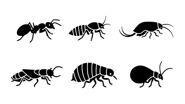 A collection of black insect outlines, each uniquely designed and illustrating different insect species. Ant, termite, silverfish, earwig, flea, springtail, detailed insect silhouettes