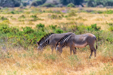 A herd of Grevy Zebra -Equus Grevi- grazing on the plains of the Samburu national reserve in Kenya