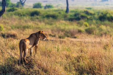 Telephoto of a female lion -Panthera Leo- walking across the expansive landscape of the Serengeti, Tanzania, in the golden light of the early morning