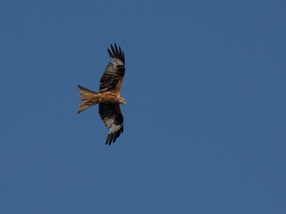 Seeadler