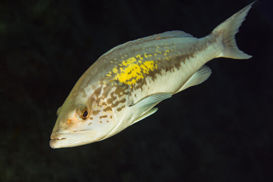 Golden grouper from Cyprus