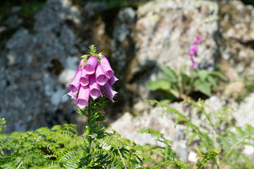Foxgloves in sunlight with stone wall background