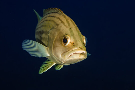 Golden grouper from Cyprus