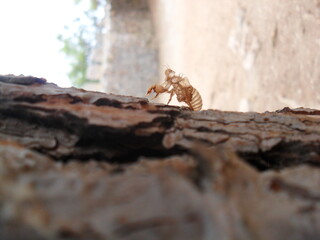 Insect, statue on the tree, insect and tree, summer, empty skeleton 