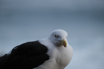 Close-Up of Kelp Gull in Tsitsikamma National Park