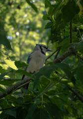 blue jay