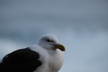 Kelp Gull in Tsitsikamma National Park: Majestic Coastal Bird