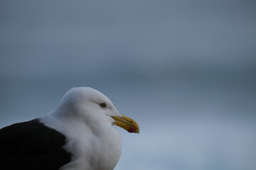Kelp Gull in Tsitsikamma National Park: Majestic Seabird Portrait