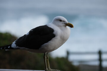 Kelp Gull in Tsitsikamma National Park: Nature's Majestic Seabird