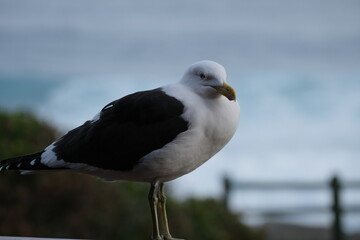 Kelp Gull in Tsitsikamma National Park: Majestic Seabird Portrait