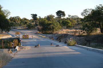 Chacma Baboon on Kruger National Park Road