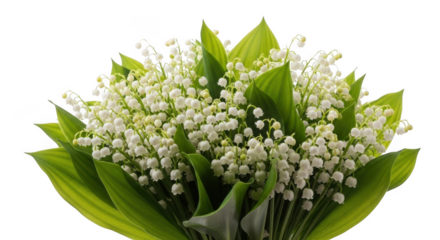 Bouquet of lily of the valley flowers isolated on transparent background