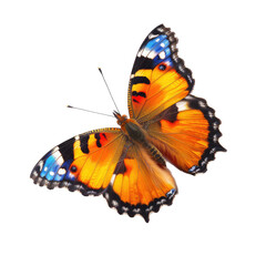 Vibrant butterfly in flight, orange and blue wings, detailed patterns