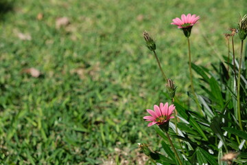 Obraz premium Vibrant Gazania Rigens Bloom in Kruger National Park
