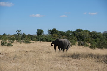 Majestic African Elephant in Kruger National Park Grasslands