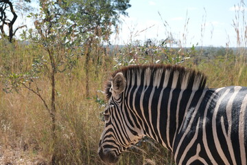 Majestic Zebra in Kruger National Park's Grasslands