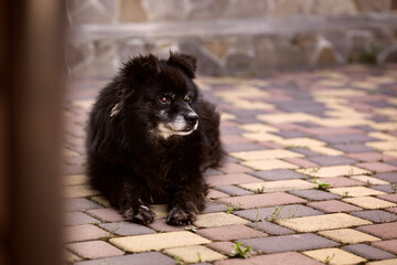 Calm atmospheric photo of a black dog lying in the yard looking up at the sky.